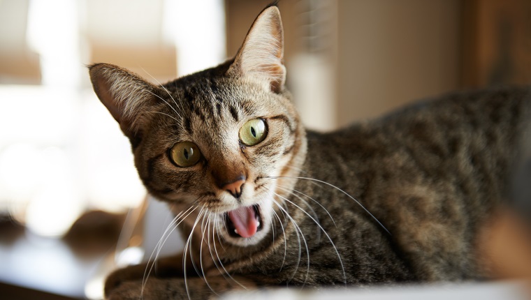 A domestic tabby cat yawning.