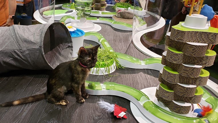 kitten looking at play area