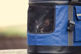 Cat arrives at new home in a pet carrier