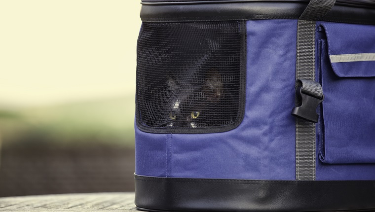 Cat arrives at new home in a pet carrier