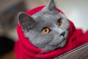 Cat wrapped in a red blanket, ready for cold winter days