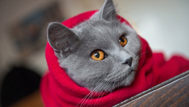 Cat wrapped in a red blanket, ready for cold winter days
