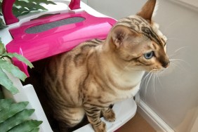 Bengal cat using the cat litter box