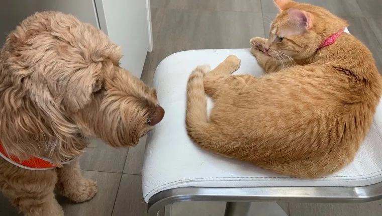 Doodle gets too close to confident tabby cat in a home kitchen