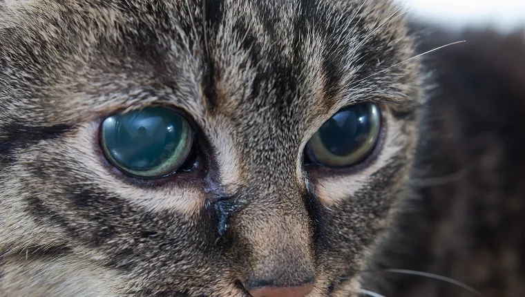 Glaucoma In Cats: Symptoms, Causes, & Treatments - CatTime