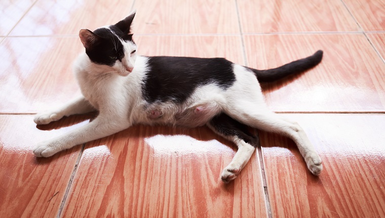 what happens if a cat gets pregnant at 6 months