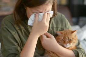 Animal allergy (cat)