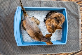 High Angle View of Devon Rex Kittens Sharing the Same Litter Box
