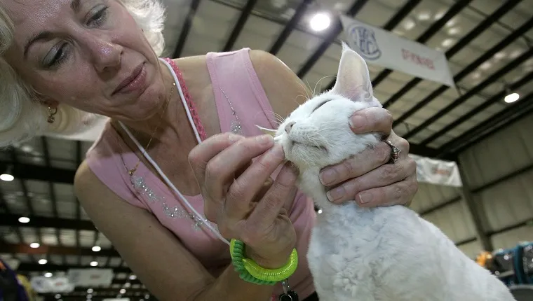 SAN MATEO, CA - NOVEMBER 18: Carole Goodwin grooms her Devon Rex cat named Kayzia during the 18th Annual Cat Fanciers' Association International Cat Show November 18, 2005 in San Mateo, California. The three-day CFA International Cat Show is the largest pedigreed cat show, featuring more than 800 felines and representing 41 breeds. The show runs through Sunday when one cat will be awarded the coveted "best in Show" title. 