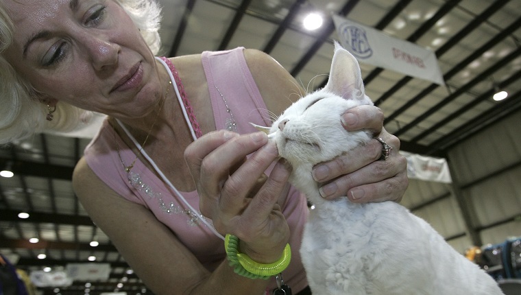 SAN MATEO, CA - NOVEMBER 18: Carole Goodwin grooms her Devon Rex cat named Kayzia during the 18th Annual Cat Fanciers' Association International Cat Show November 18, 2005 in San Mateo, California. The three-day CFA International Cat Show is the largest pedigreed cat show, featuring more than 800 felines and representing 41 breeds. The show runs through Sunday when one cat will be awarded the coveted "best in Show" title. 