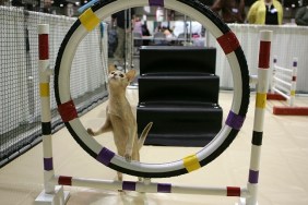 SAN MATEO, CA - NOVEMBER 18: An Abyssinian cat contmeplates jumping through a hoop while practicing an agility course during the 18th Annual Cat Fanciers' Association International Cat Show November 18, 2005 in San Mateo, California. The three-day CFA International Cat Show is the largest pedigreed cat show, featuring more than 800 felines and representing 41 breeds. The show runs through Sunday when one cat will be awarded the coveted "best in Show" title.