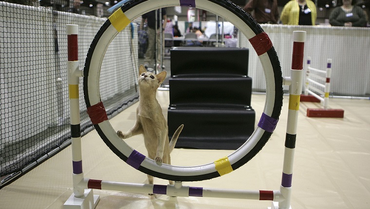 SAN MATEO, CA - NOVEMBER 18: An Abyssinian cat contmeplates jumping through a hoop while practicing an agility course during the 18th Annual Cat Fanciers' Association International Cat Show November 18, 2005 in San Mateo, California. The three-day CFA International Cat Show is the largest pedigreed cat show, featuring more than 800 felines and representing 41 breeds. The show runs through Sunday when one cat will be awarded the coveted "best in Show" title.