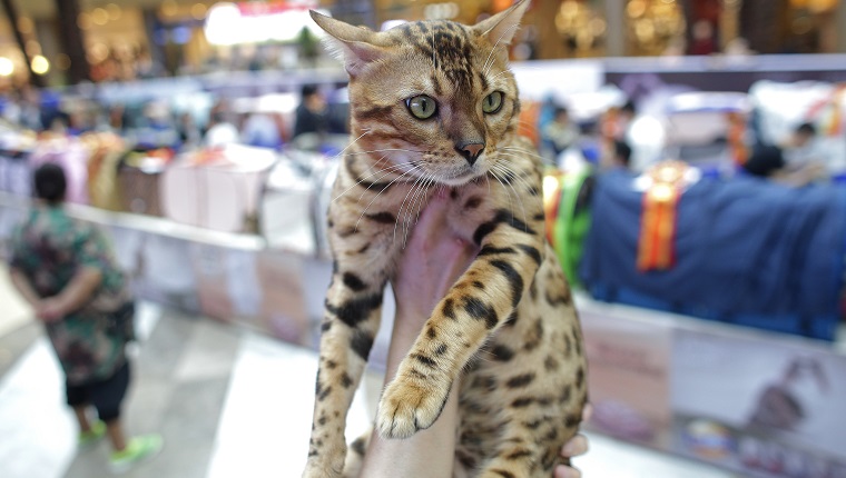 WUHAN, CHINA - OCTOBER 22: A Leopard cat during the 5th TICA international cat show at the Aoshan Shiji Plaza on October 22, 2016 in Wuhan, Hubei province, China. 