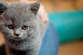 close up of a kitten staring at camera with gentle and sad expression