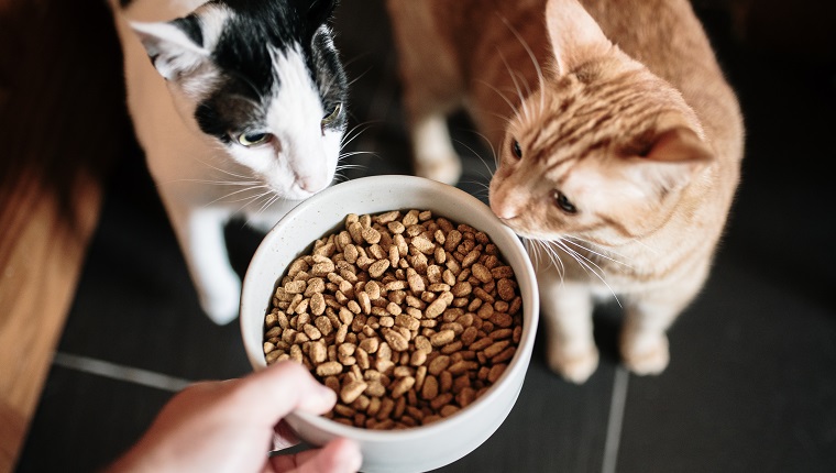 A large bowl with cat food, and two curious cats looking at it