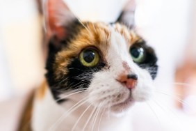 Closeup portrait of calico cat face head with blurry background in room home with acne on nose begging for food
