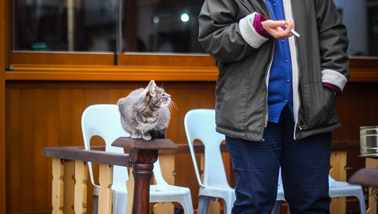 cat watching the lady smoking