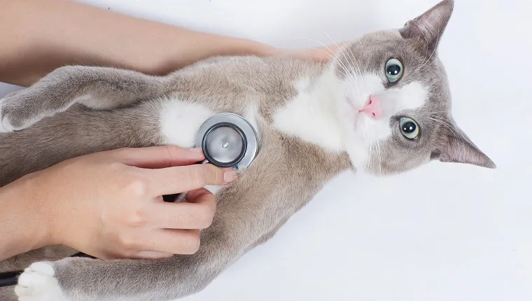 Cat veterinarian checking With STETHOSCOPE Cats with shock and fear