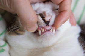 Checking Teeth Of Cat, periodontal disease, Close-Up