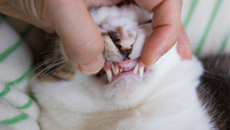 Checking Teeth Of Cat, periodontal disease, Close-Up