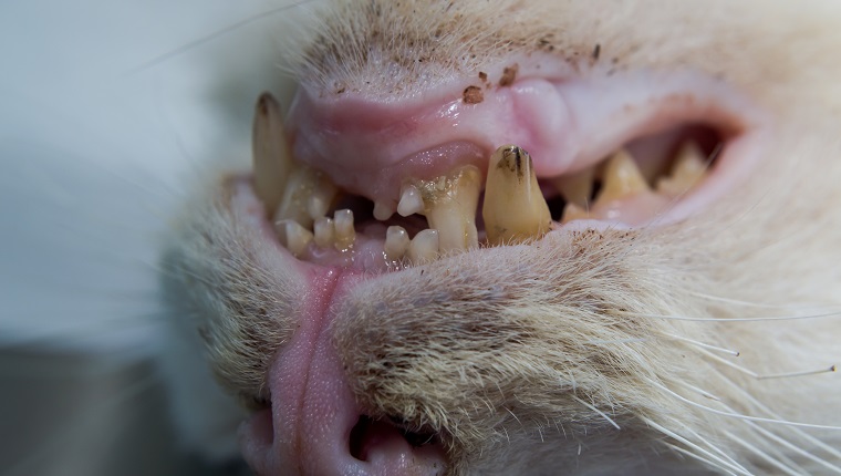 old cat with caries teeth