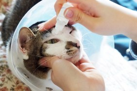 The owner of sick cat dropped eye-water into her eye.