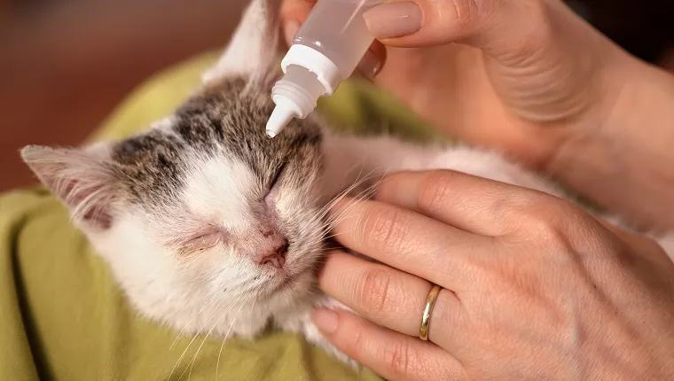 Woman hands treating a little rescued kitten eyes with eyedrops - closeup, shallow depth