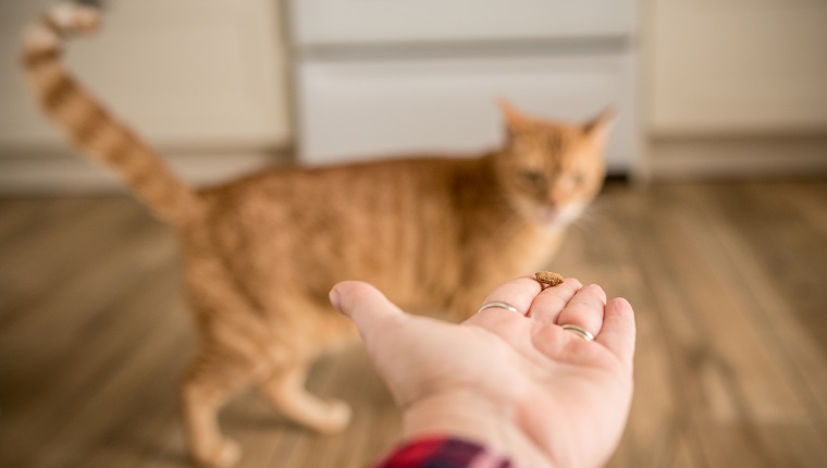 A ginger tabby cat looks at a treat in a person's hand with desire but does not approach