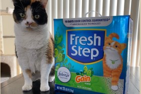 Pookie with Fresh Step cat litter