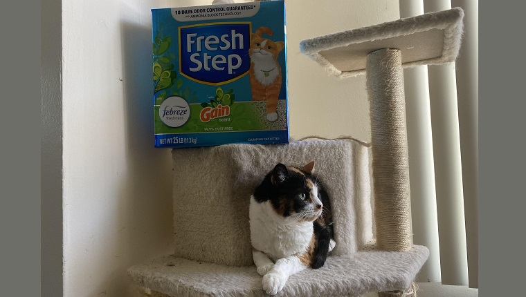 Pookie with fresh step on cat tree