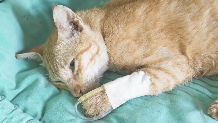 fluid therapy in cat