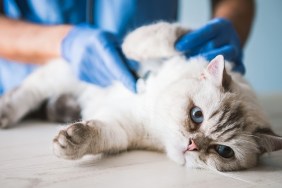 Cute blue-eyed cat is lying on the table while being examined by the veterinarian