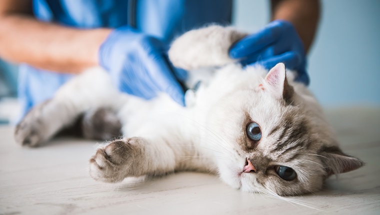 Cute blue-eyed cat is lying on the table while being examined by the veterinarian