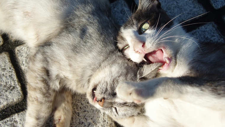 High Angle View Of Cats Fighting On Street