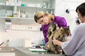 Veterinarian Examining Domestic Cat