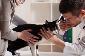 Kitten during examination at a veterinarian's office