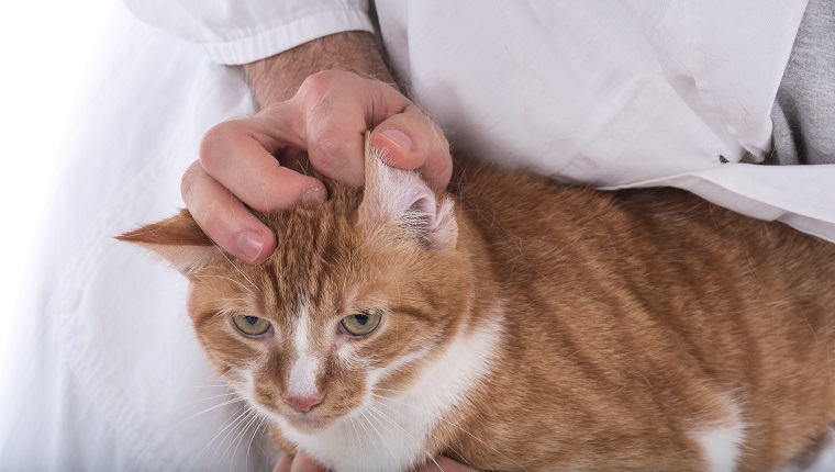 Veterinarian examining the ear of a cat