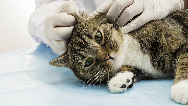Veterinarian when treating ear mites in tiger cats