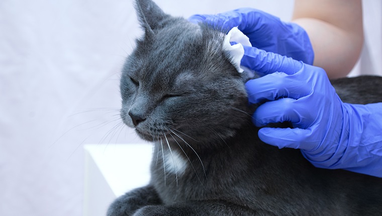 A veterinarian in gloves is cleaning the ears of a gray cat. Close-up.