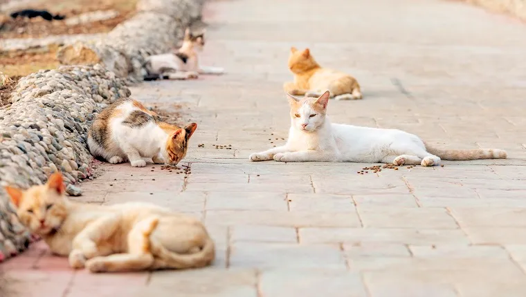 A colony of feral, stray or alley cats. Feral cats often live in groups called colonies, which are located close to food sources and shelter. Some colonies are organized in more complex structures.