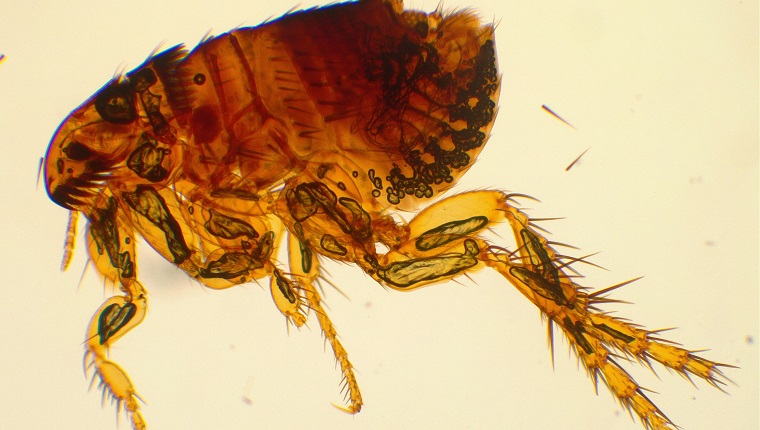 Cat flea under microscope. 40x magnification. Ctenocephalides felis