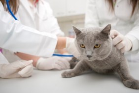 Female veterinarian examining domestic cat, Canon 1Ds mark III