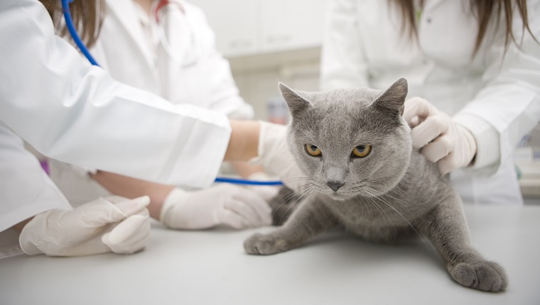 Female veterinarian examining domestic cat, Canon 1Ds mark III