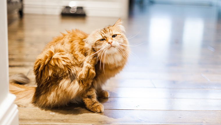 Symptoms of clearance lice in cats