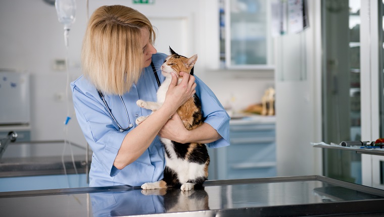 Young veterinarian doctor with healthy cat.