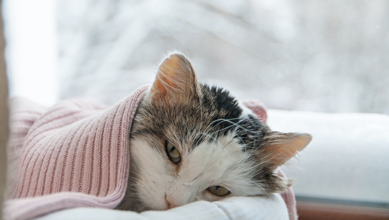 cat lies on the window in winter