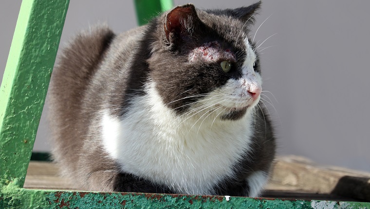 The cat is infected with feline sarcoptosis. Sarcoptosis or scabies is caused by the Sarcoptes scabiei tick. Diseases of domestic animals.