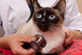 Veterinarian Examines a Siamese Cat Close Up