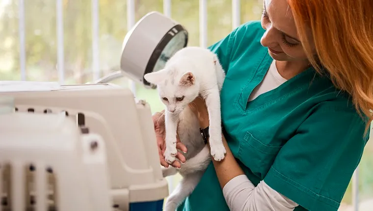 Cat at veterinarian