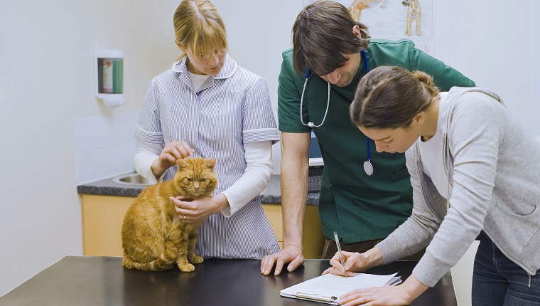 Veterinarians examining cat